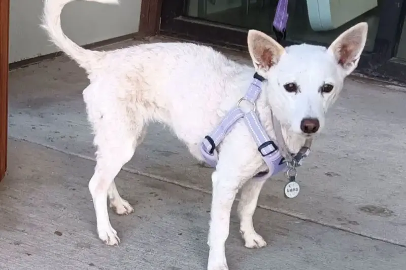 Luna, who went missing on September 10 in Yellowstone National Park, has been found safe and sound.