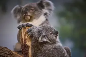 New species of big-lipped koala identified in Western Australia