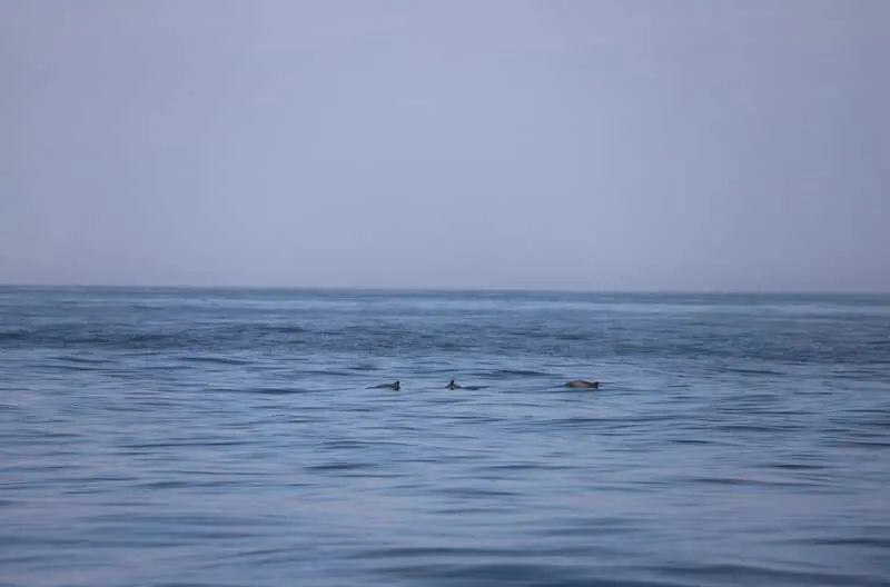 El IEO pone en marcha un proyecto para estudiar la marsopa común en el mar de Alborán