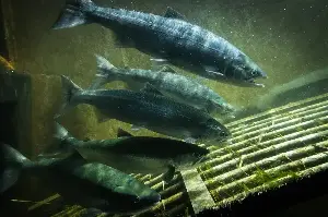 Orca sighting at Seattle's Ballard Locks is great news for salmon