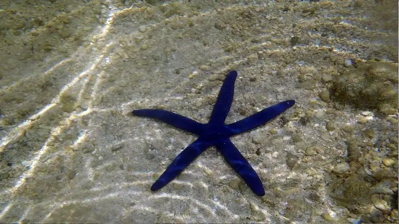 Estrella de mar