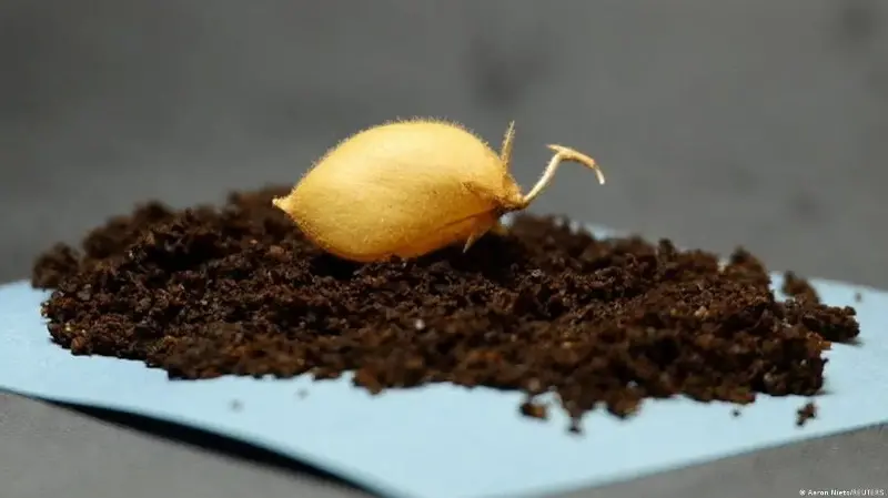 Logran cultivar garbanzos en suelo lunar simulado