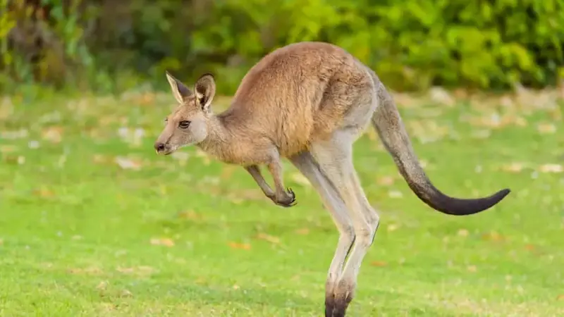 Grey Kangaroo, Macropus giganteus, Jumping, Murramarang National Park, New South Wales, Australia