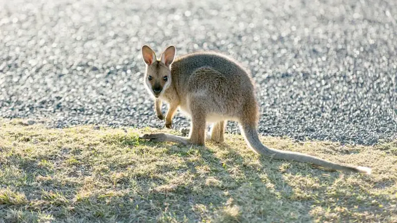 Wallaby by the roadside