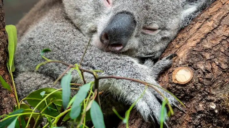 Close-Up Of Koala Sleeping On Tree Trunk, Zrich Kreis 7  Fluntern, Switzerland