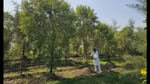 Forest department gears up for lab test of Punjab sandalwood