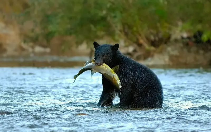 Black bear safaris in Campbell River are a must-do on Vancouver Island - Dave Hutchison Photography/iStockphoto