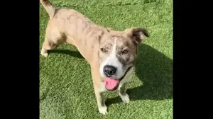 Gracie greets her visitors with tail wags as she hopes to find a home