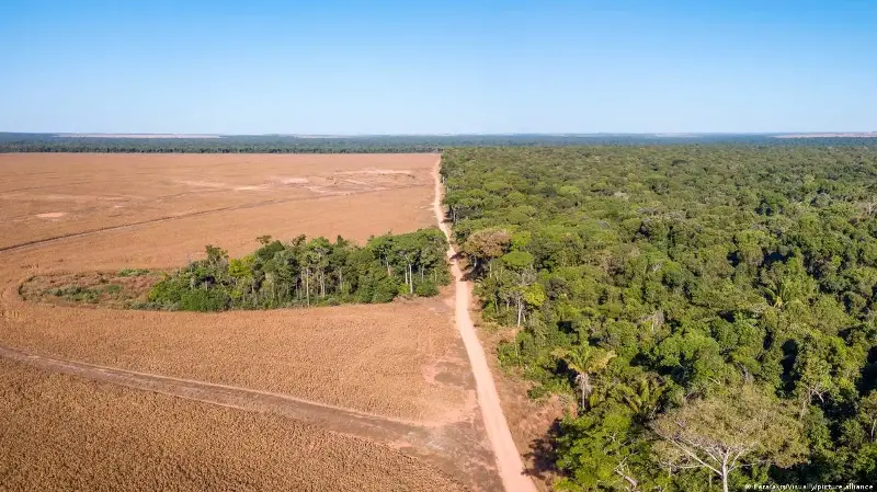 Tala y calentamiento global podrían convertir la Amazonía en una sabana