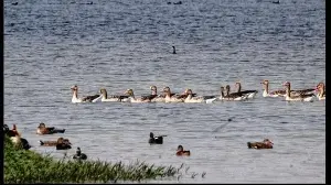 Green carpet for winged visitors: Aligarh’s Shekha Jheel is UP’s 12th Ramsar site, India’s 99th