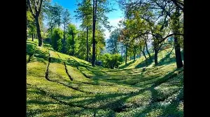 Himachal: With rain boost, tea planters eye good yield