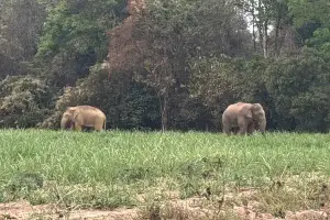 The growing cost of elephant intrusions