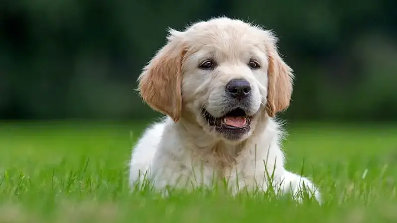 Golden retriever (Canis lupus familiaris) pup lying in garden