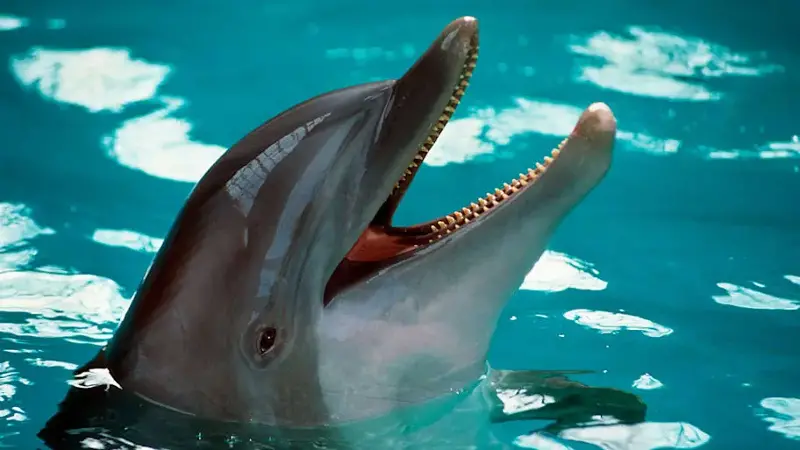 Captive Bottlenose dolphin