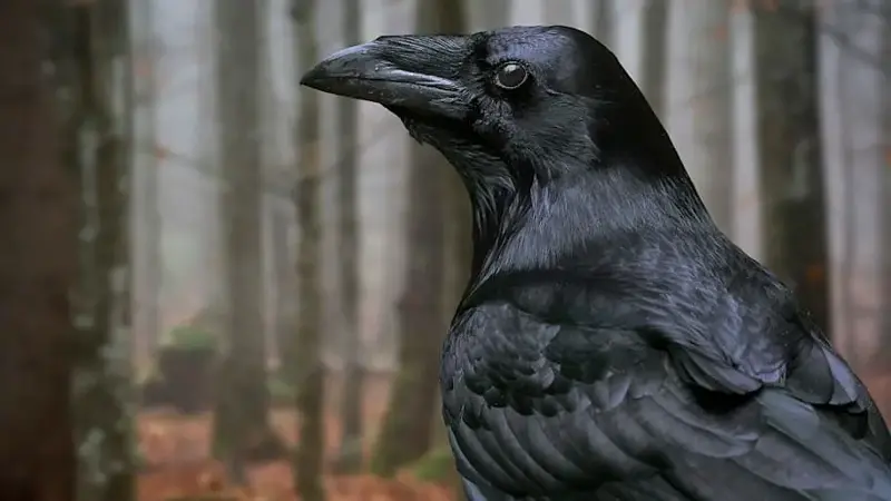 Close up of common raven