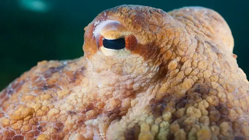 Eye of Common Octopus, Octopus vulgaris, Cap de Creus, Costa Brava, Spain