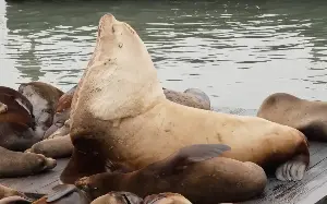 Crowds flock to see Chonkers the enormous sea lion