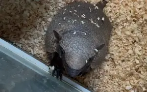 I’m rooting for Stanley the ‘evasive’ armadillo