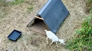 Tokyo railway station brings in 2 goats to eat weeds, delights commuters