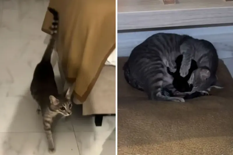 Screenshots from an August 13 TikTok video of a woman and her mom discovering a stray cat gave birth in their hotel room.