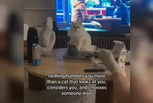 Cat ‘Humbles’ Owner—Internet Can’t Stop Laughing at What It Did