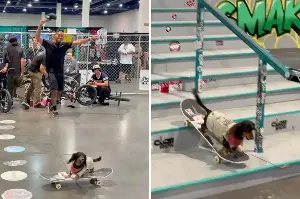 Skateboarding dachshund pup flips its way to viral fame: "mf had something to say"