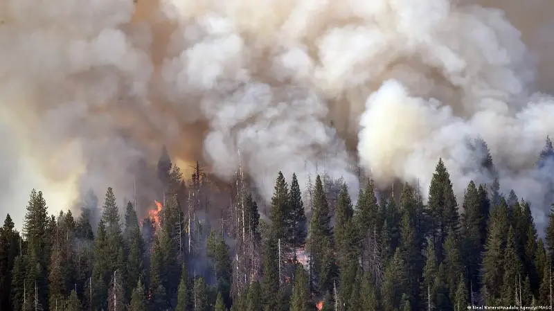 La NASA propone salvar secuoyas gigantes con fuego controlado
