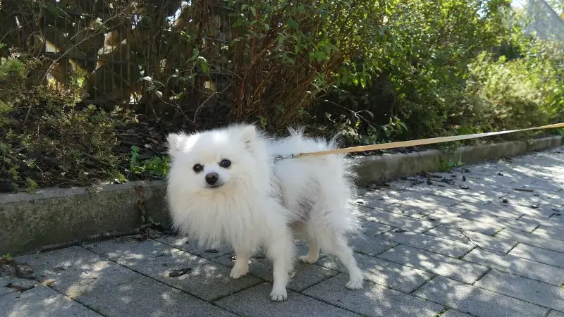 Kiko wartet im Tierheim München auf ein neues Zuhause.