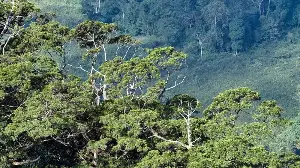 'Living fossils' over 500 years old in Phong Nha-Ke Bang