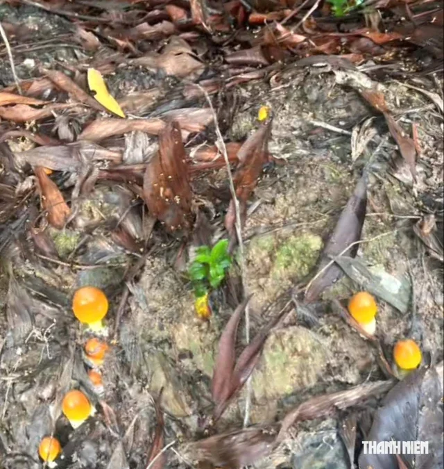 What kind of mushroom is the chicken egg mushroom, and is it edible? - Photo 2.