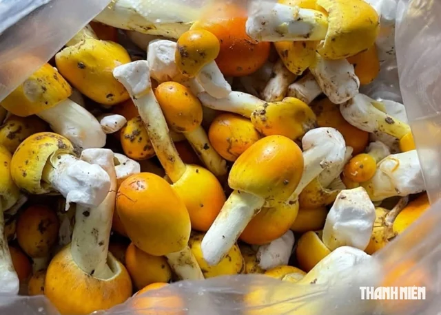 What kind of mushroom is the egg mushroom, and is it edible? - Image 1.