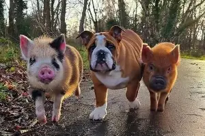Pigs Raised With English Bulldogs, What Happens Next Melts Hearts
