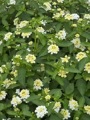 On Gardening: A Luscious Vanilla Breeze will debut next year