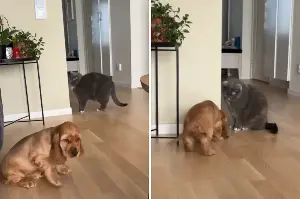 Cocker Spaniel Puppy Desperate To Make Friends With Senior Cat Melts Hearts