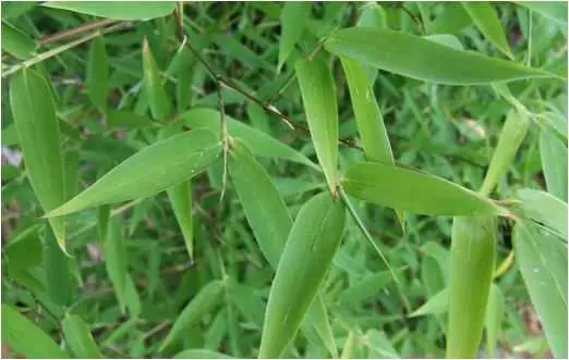 Lá tre, vị thuốc