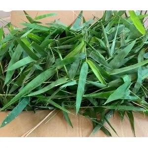 The truth about the 'vaccine detoxification' properties of thorny bamboo leaves.