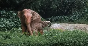 Elephants demonstrate tool use and manufacture.