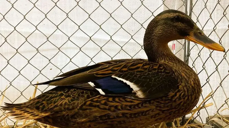 Mit Höchstnote vorzüglich prämiert: Hochbrutflugente wildfarbig von Züchter Hans-Philipp Plett aus Haubern.