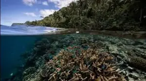 Study identifies climate-resilient reefs worldwide, calls for better protection