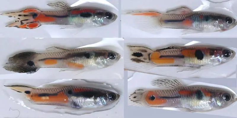 Why female guppies prefer rare males and how this might shape evolution