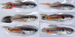 Why female guppies prefer rare males and how this might shape evolution