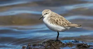 Melbourne's sewage plant supports wildlife