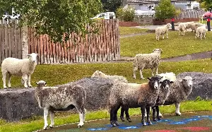 The goofy vulnerability of stupid sheep is their very charm
