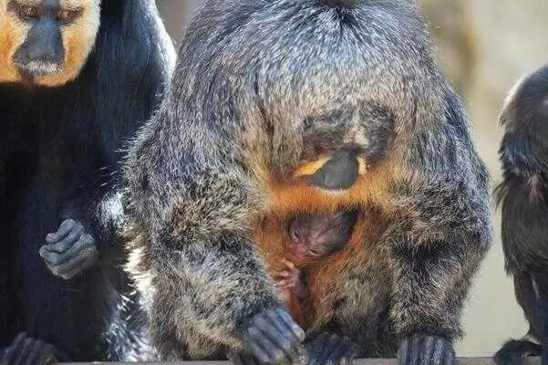 Bioparc Fuengirola celebra el nacimiento de su primera cría de saki de cara blanca
