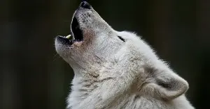 This wolf's head reveals ancient secrets.
