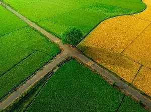Unripe rice fields with two colors, green and yellow, are causing a sensation in Ho Chi Minh City.