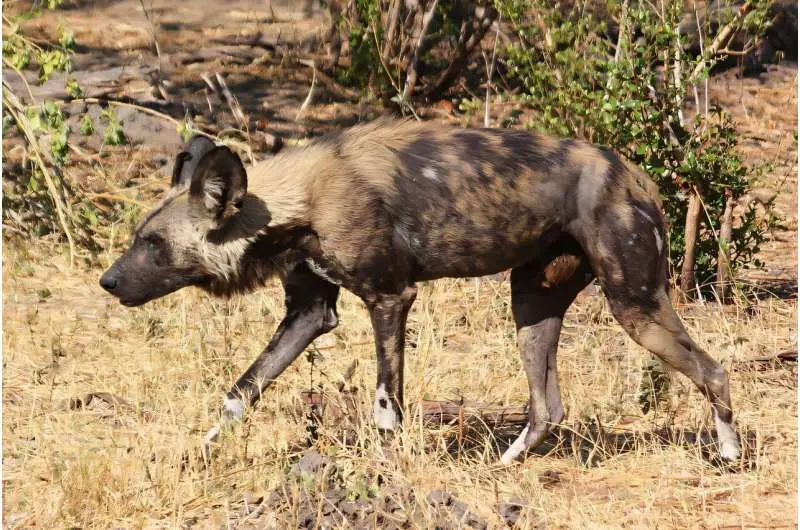 Wild dogs make the longest recorded journey of any terrestrial mammal in Africa