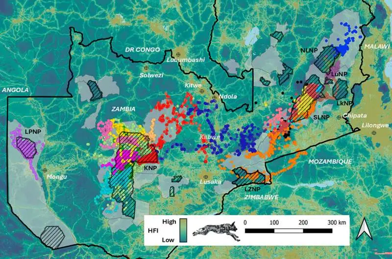 Wild dogs make the longest recorded journey of any terrestrial mammal in Africa