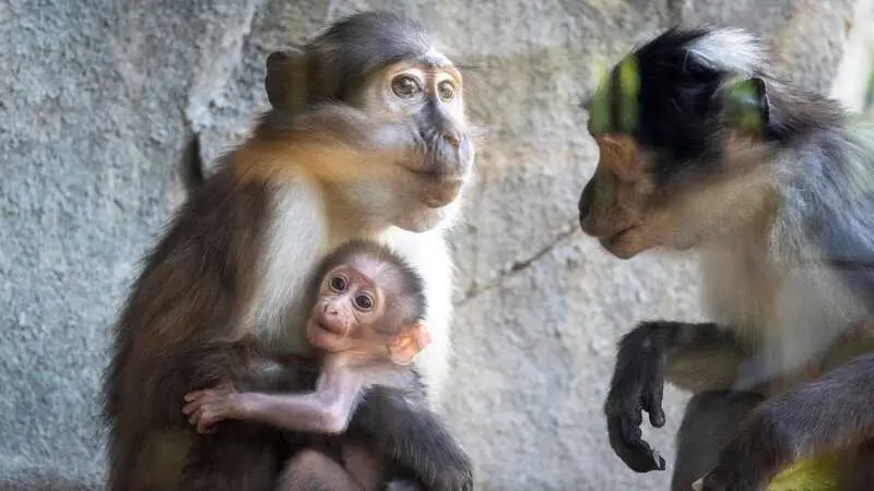 Nace en Bioparc Valencia un primate en grave peligro de extinción capaz de comunicarse con los ojos