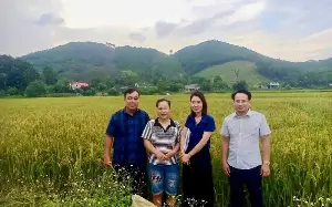 New rice varieties create momentum for increasing income for farmers in Thai Nguyen.